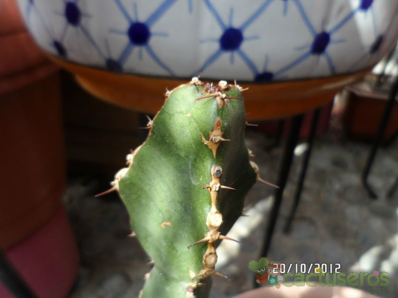 Una foto de Euphorbia opuntioides