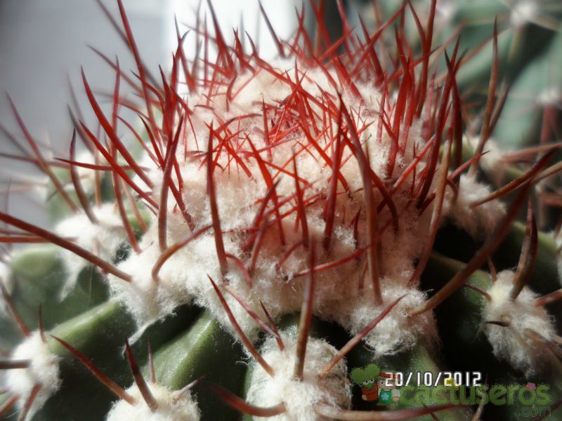Una foto de Melocactus bahiensis