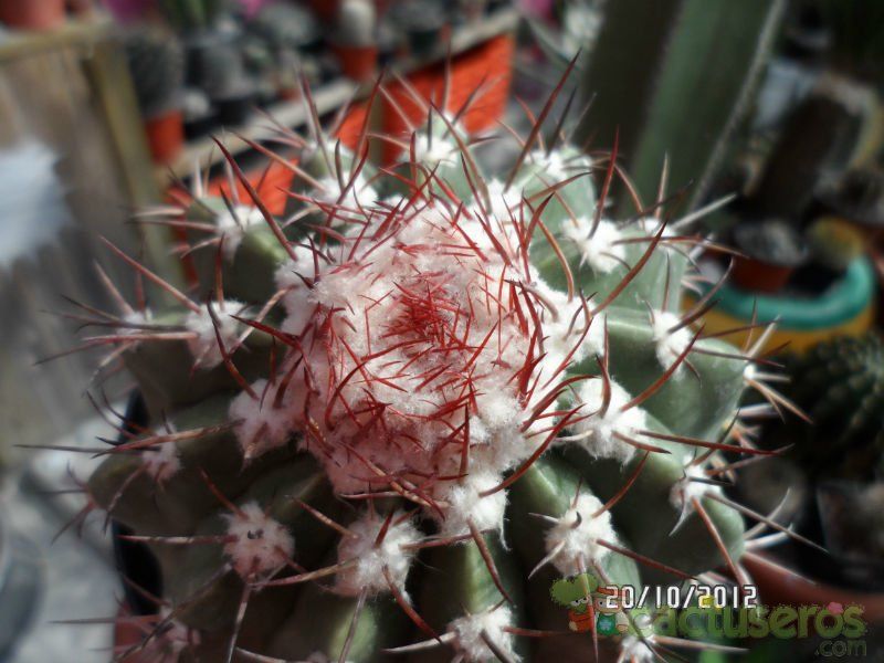 Una foto de Melocactus bahiensis