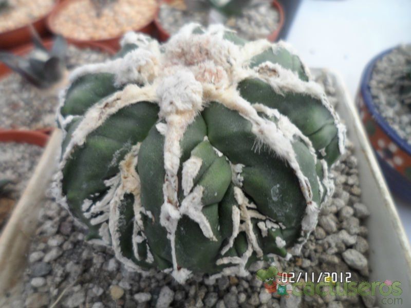 A photo of Astrophytum myriostigma cv. FUKURYU (Type B)