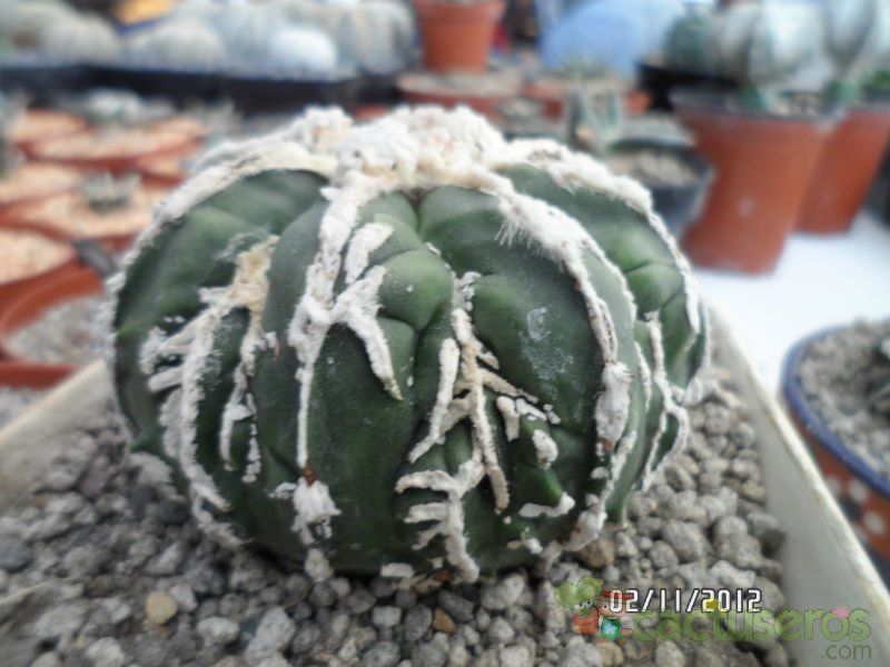 Una foto de Astrophytum myriostigma cv. FUKURYU (Type B)