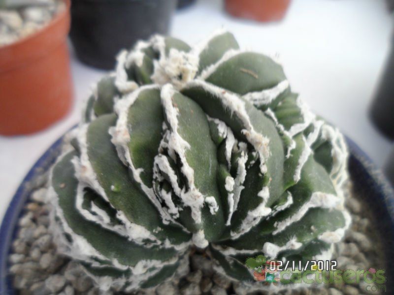 A photo of Astrophytum myriostigma cv. HAKUUN fma. crestada