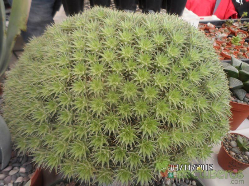 Una foto de Deuterocohnia brevifolia