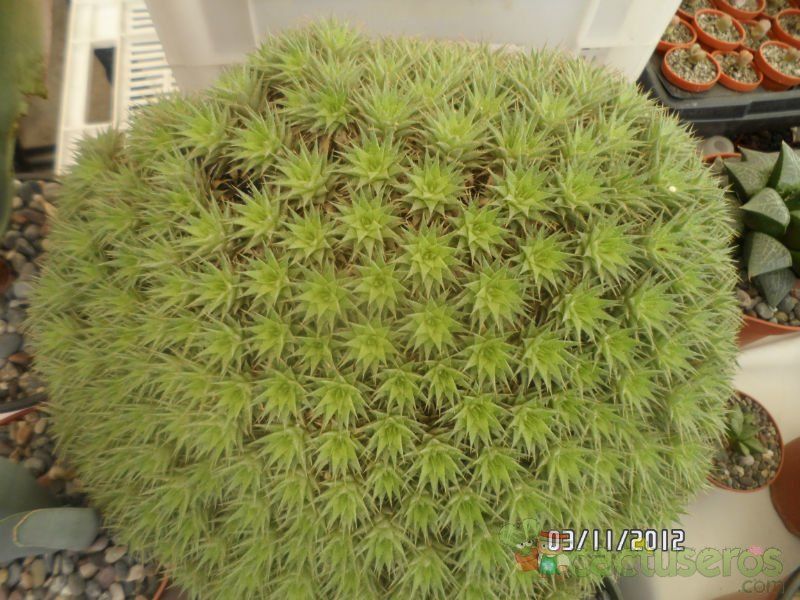 Una foto de Deuterocohnia brevifolia