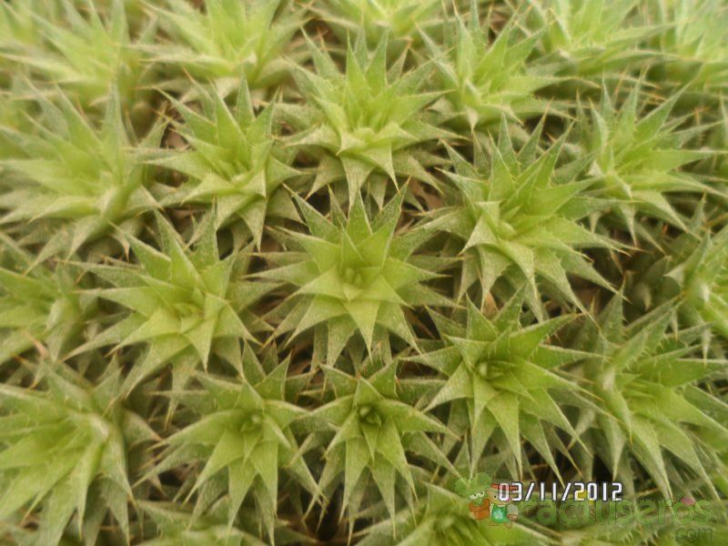 Una foto de Deuterocohnia brevifolia