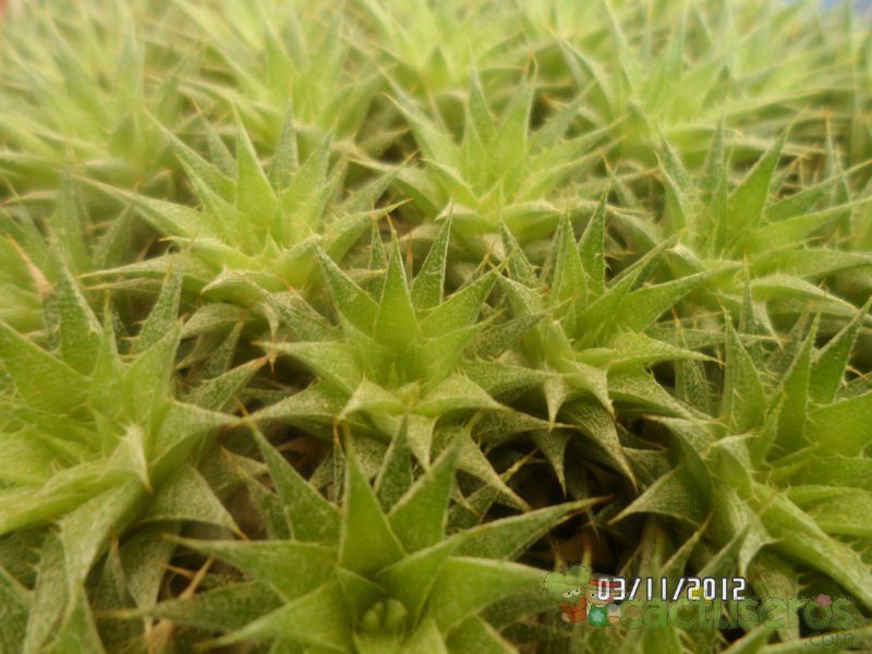 Una foto de Deuterocohnia brevifolia