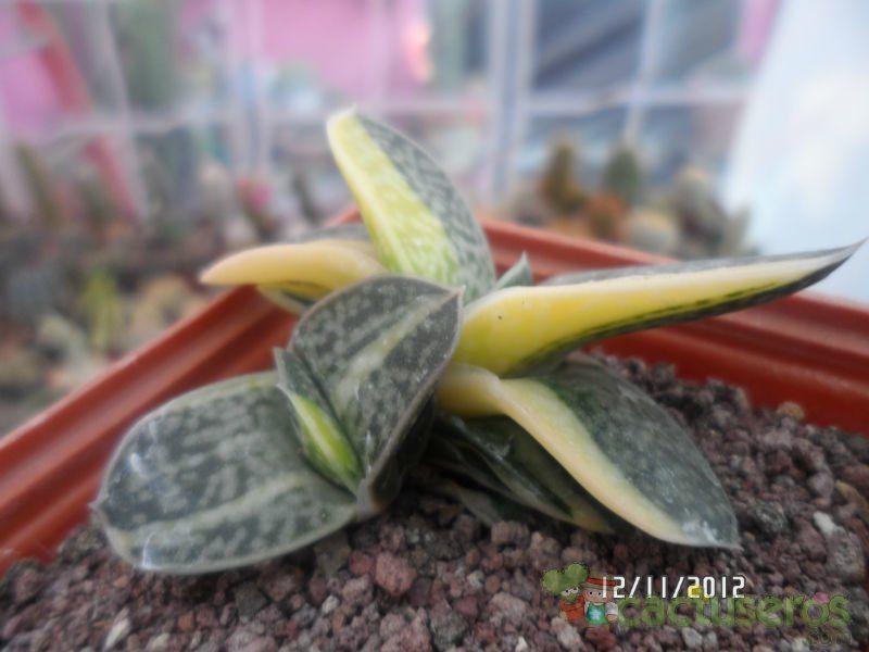 Una foto de Gasteria gracilis f. variegata
