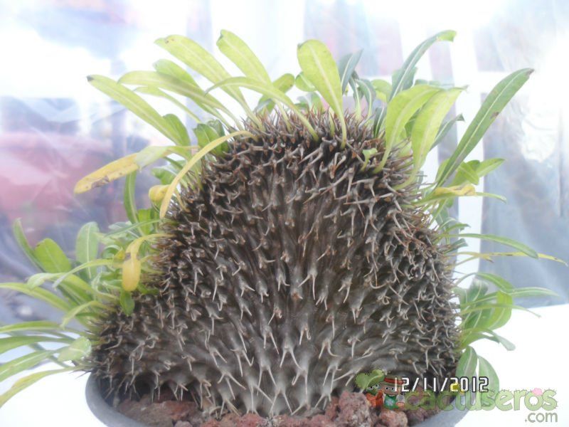 A photo of Pachypodium lamerei fma. crestada