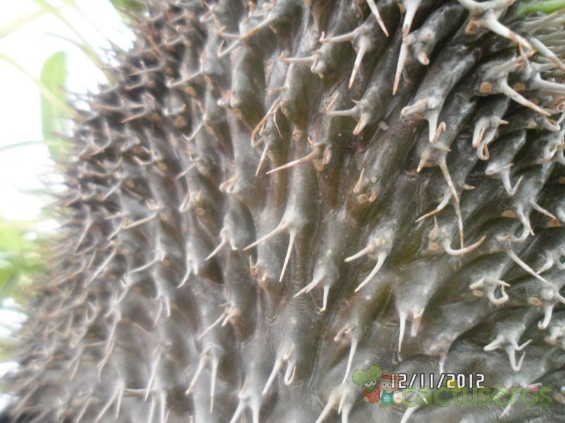 A photo of Pachypodium lamerei fma. crestada