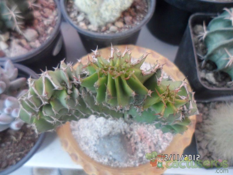 A photo of Euphorbia abyssinica fma. crestada
