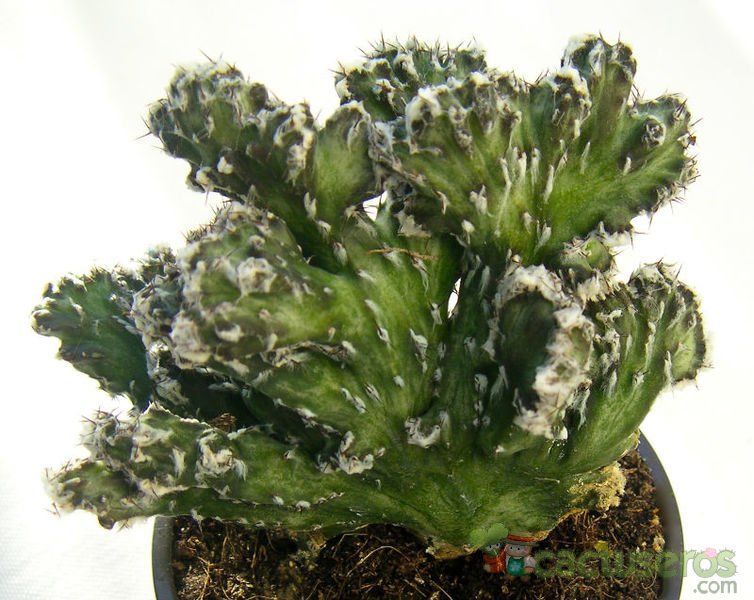 Una foto de Cereus spegazzinii fma. crestada