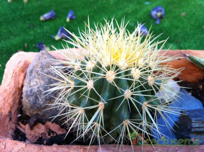 Una foto de Echinocactus grusonii