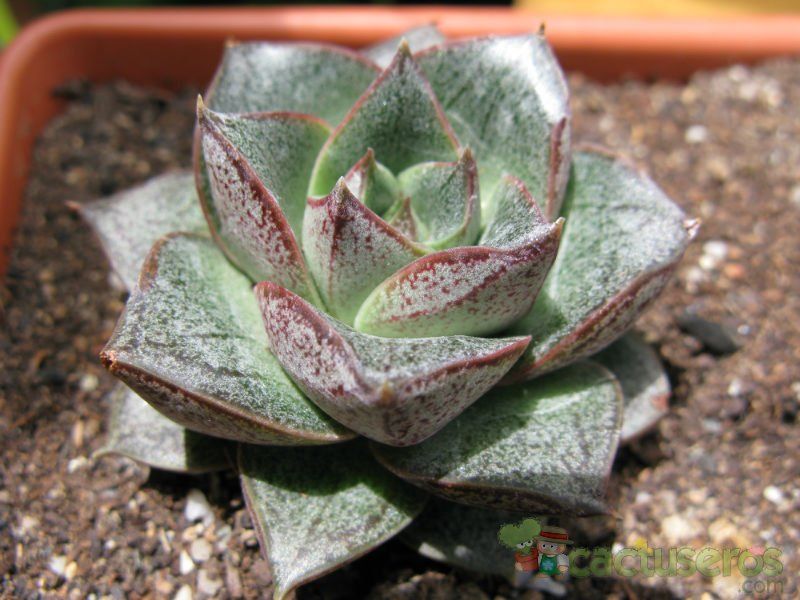 A photo of Echeveria purpusorum