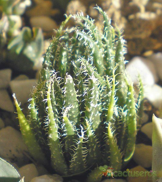 Una foto de Haworthia arachnoidea var. xiphiophylla