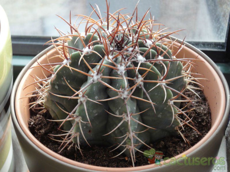 Una foto de Melocactus schatzlii