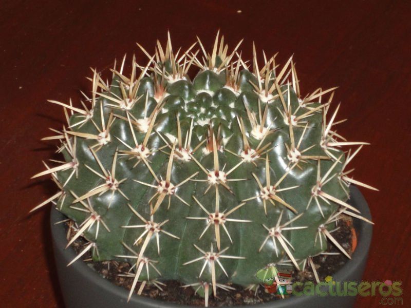 A photo of Parodia mammulosa subsp. submammulosus