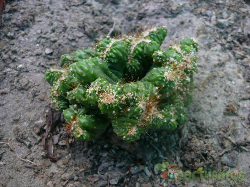 A photo of Cereus peruvianus fma. monstruosa