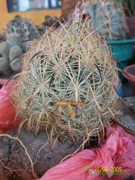 A photo of Echinomastus unguispinus ssp. laui