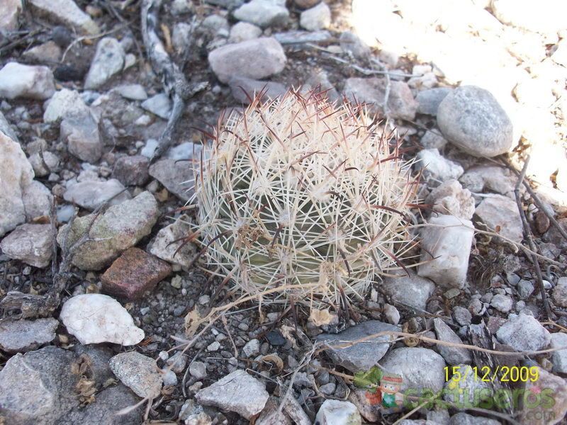 A photo of Coryphantha salm-dyckiana