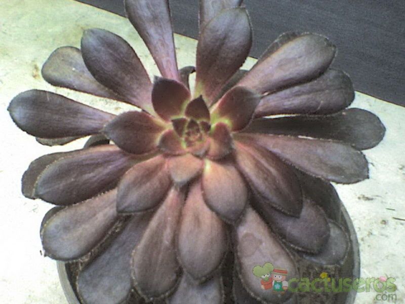 Una foto de Aeonium arboreum cv. artropurpureum