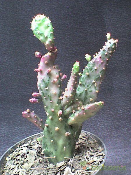 A photo of Opuntia monacantha fma. variegada monstruosa