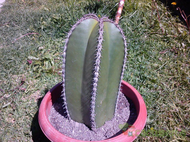 A photo of Pachycereus marginatus