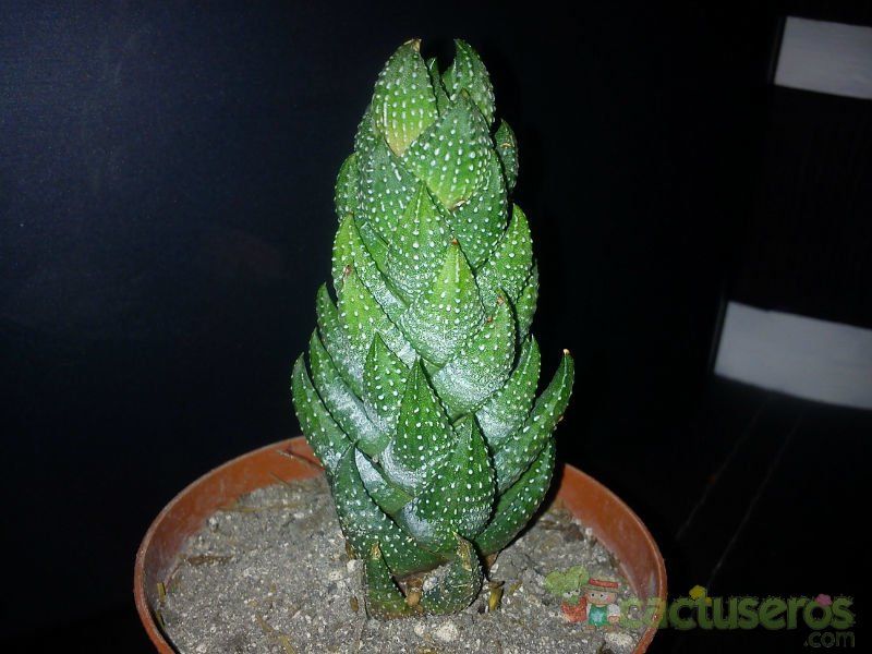 A photo of Haworthia coarctata