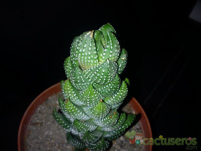 A photo of Haworthia coarctata