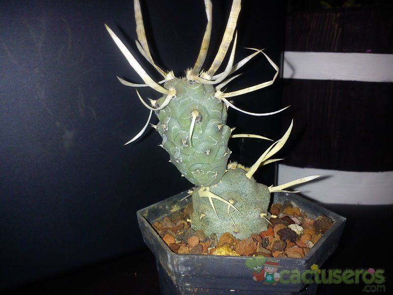 Una foto de Tephrocactus articulatus fma. papyracanthus