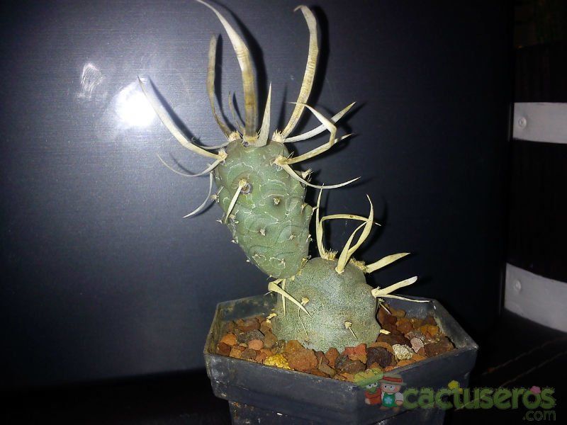 Una foto de Tephrocactus articulatus fma. papyracanthus
