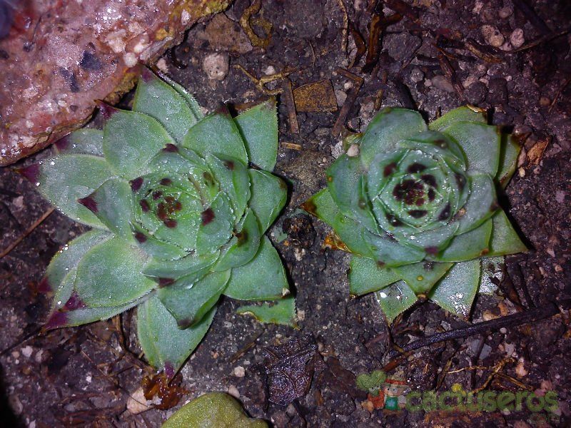 Una foto de Sempervivum montanum