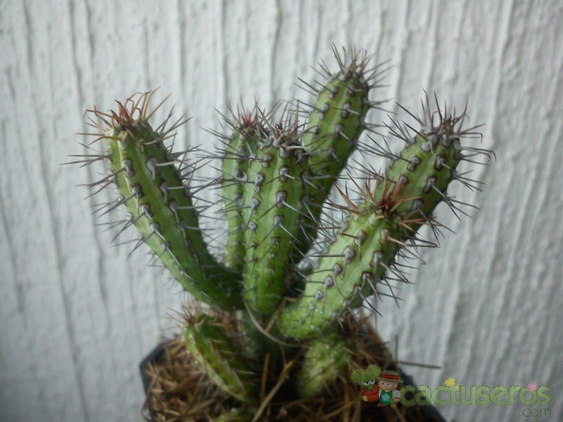 Una foto de Euphorbia baioensis
