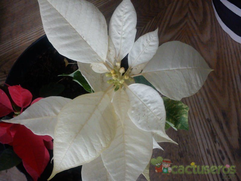 Una foto de Euphorbia pulcherrima
