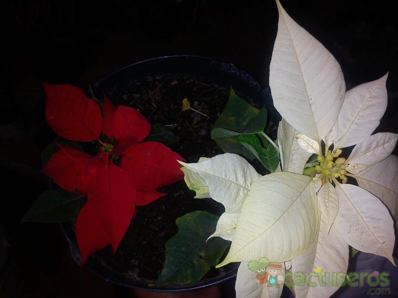 Una foto de Euphorbia pulcherrima