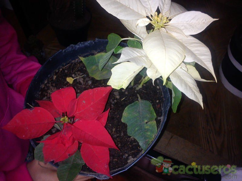 Una foto de Euphorbia pulcherrima