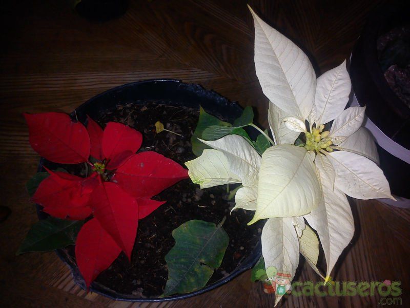 Una foto de Euphorbia pulcherrima