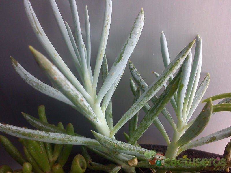 Una foto de Senecio serpens