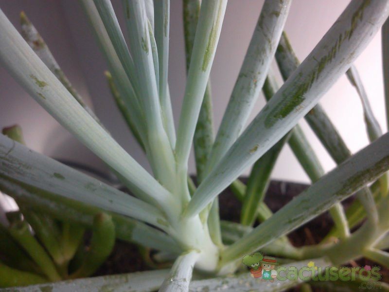 Una foto de Senecio serpens