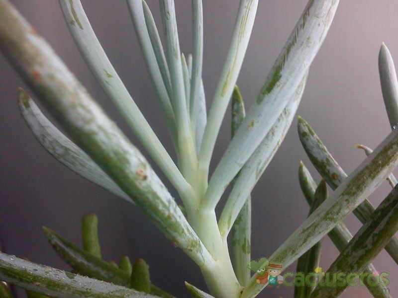 Una foto de Senecio serpens