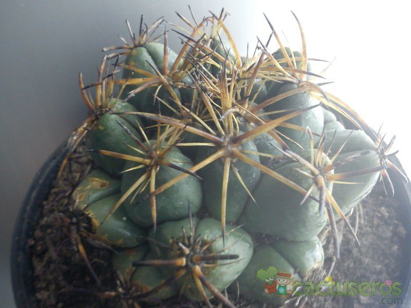 A photo of Coryphantha elephantidens