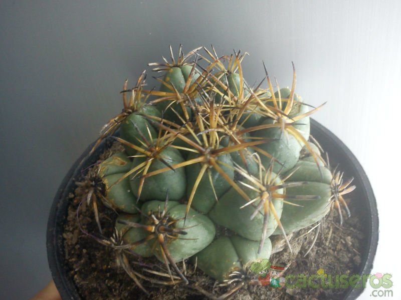A photo of Coryphantha elephantidens