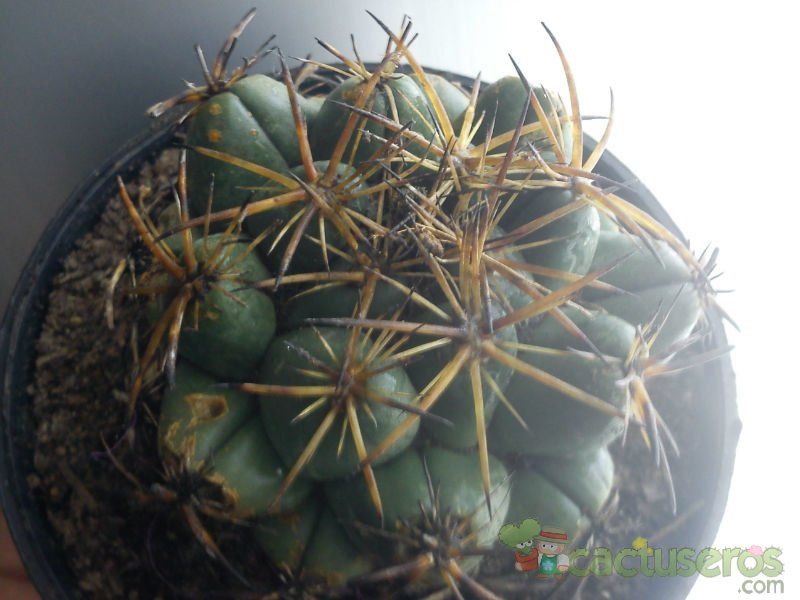 A photo of Coryphantha elephantidens