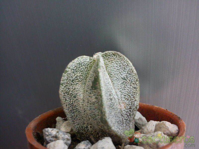 A photo of Astrophytum myriostigma