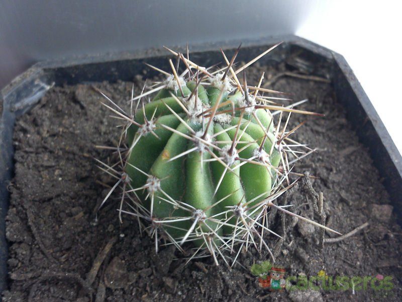 Una foto de Echinopsis aurea