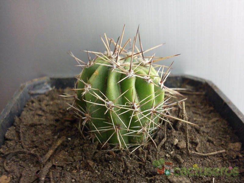 Una foto de Echinopsis aurea