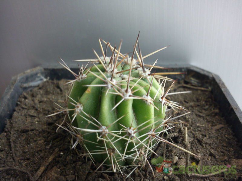 Una foto de Echinopsis aurea