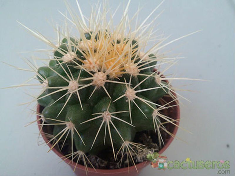 A photo of Echinocactus grusonii