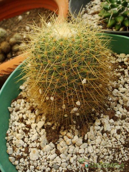 Una foto de Mammillaria rhodantha ssp. pringlei