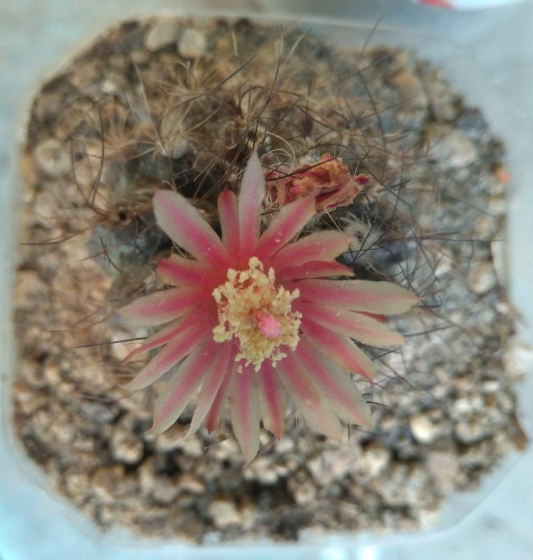 Una foto de Eriosyce crispa ssp. atroviridis