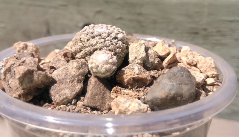Foto de un cactus que se está identificando actualmente